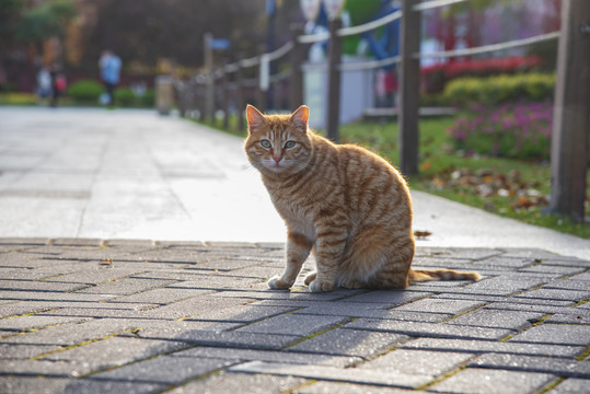 公园流浪猫