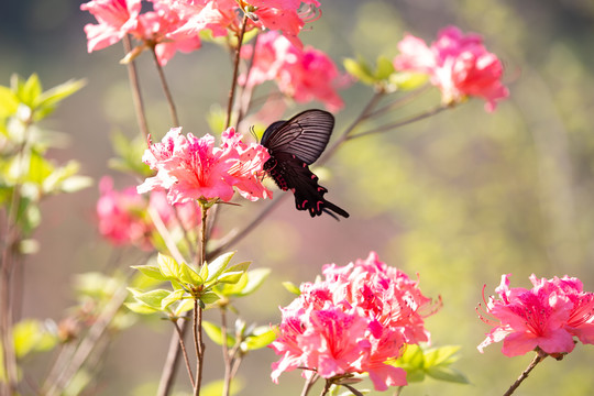 蝶恋花