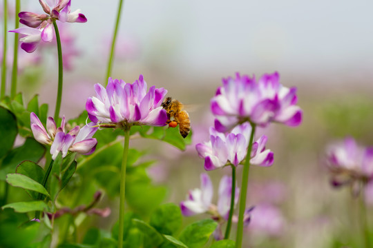 蜜蜂采蜜