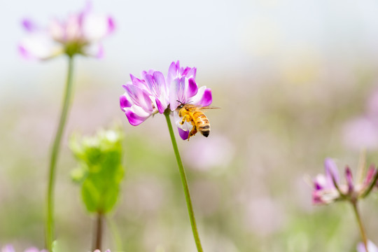 蜂追花