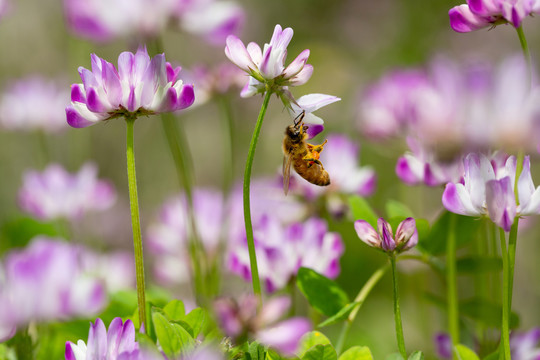 蜂恋花