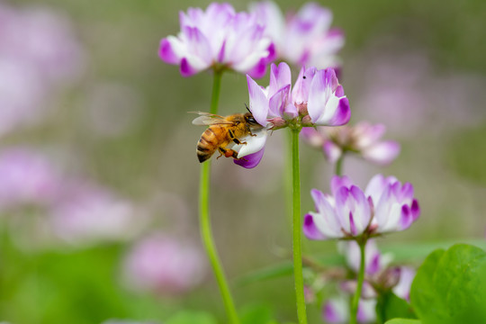 蜜蜂