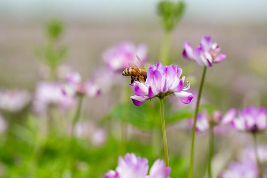 蜜蜂采蜜