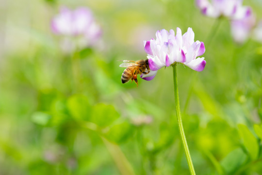 蜂恋花