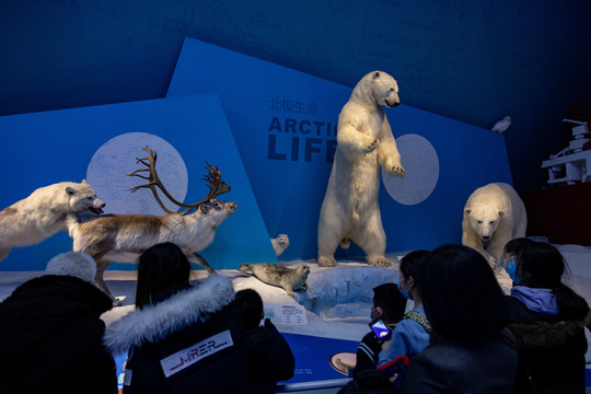 国家海洋博物馆北极熊模型