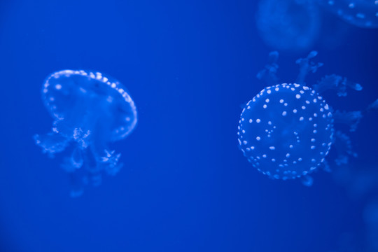 蓝色海水中的水母