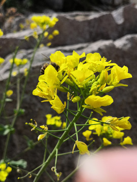 油菜花与小蜜蜂