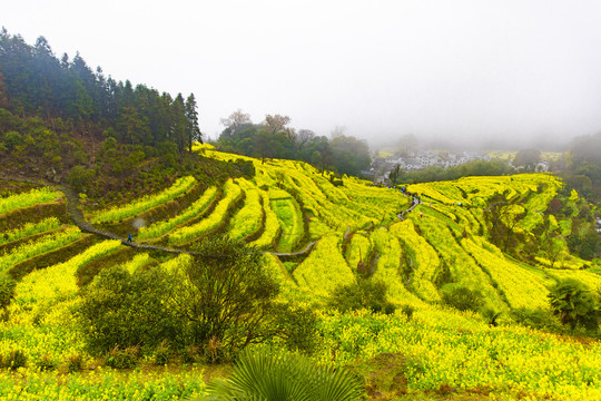 江岭油菜花