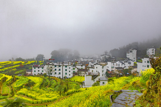 江岭油菜花