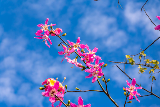 木棉花