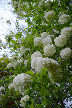 扬州琼花