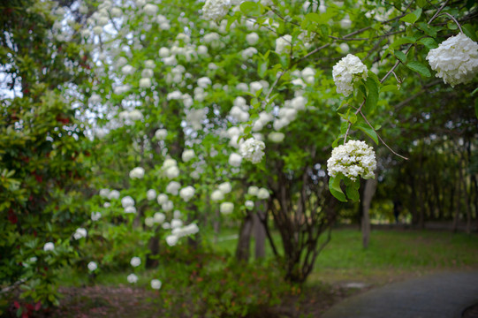 琼花