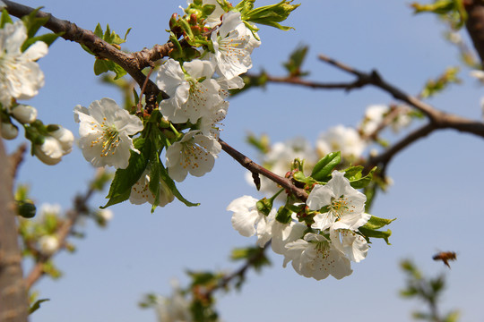 樱桃花