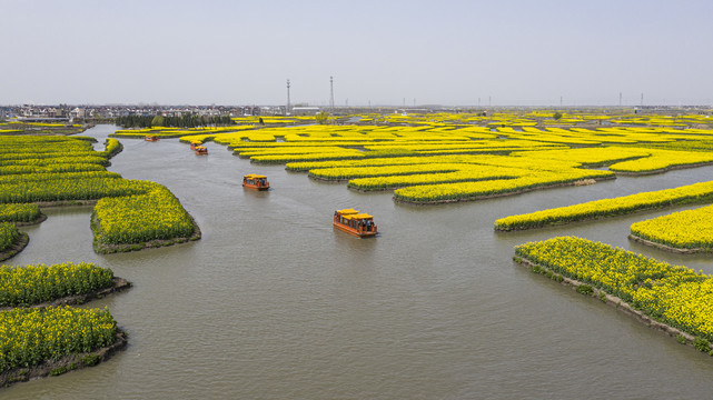 千垛菜花景区