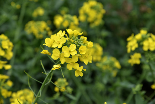 油菜花