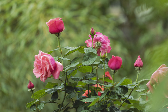 月季花与绿叶