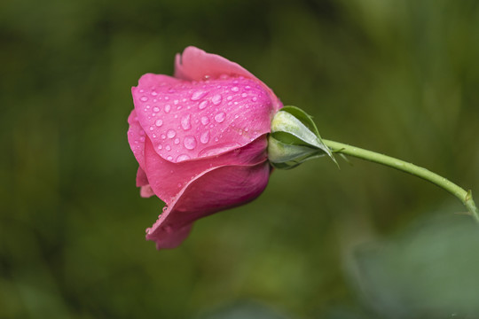 一枝美丽红色月季花