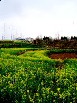 山坡上的油菜田