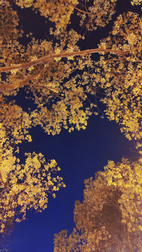 夜空树叶