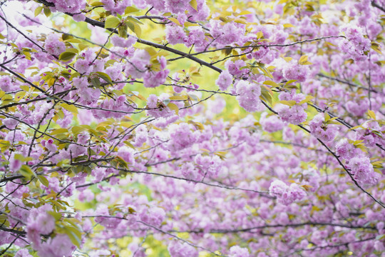 樱花树枝