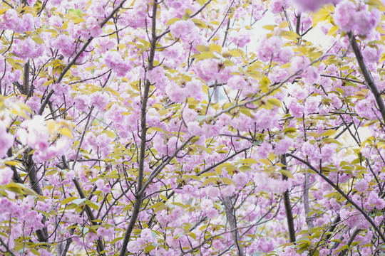 樱花季