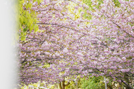 樱花树林