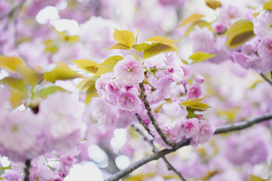 樱花树枝