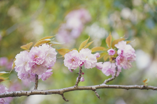 樱花