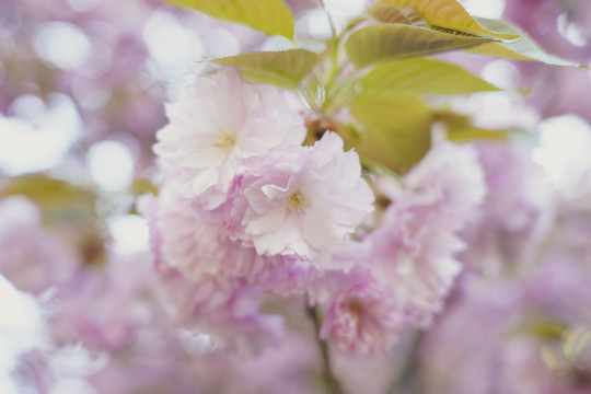 樱花花瓣