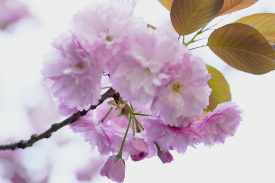 樱花特写