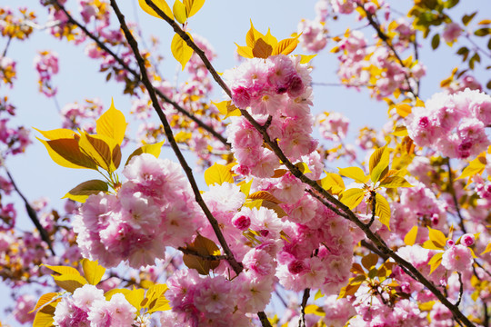 樱花素材