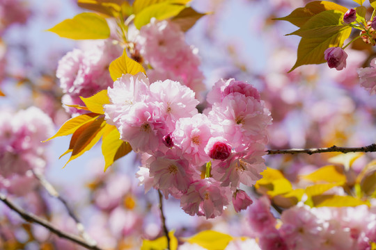 樱花