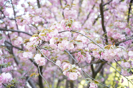 樱花树