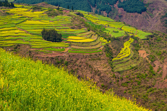 山坡油菜花田