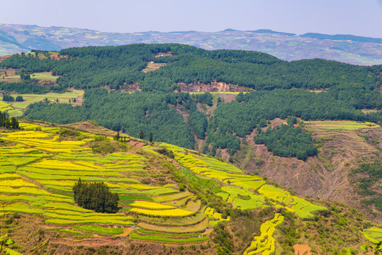 油菜花梯田