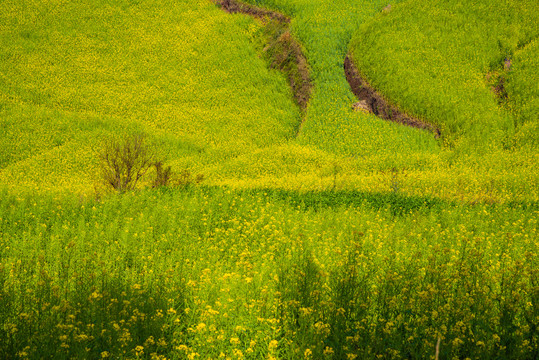 山坡油菜花田