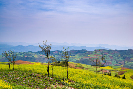 油菜花梯田