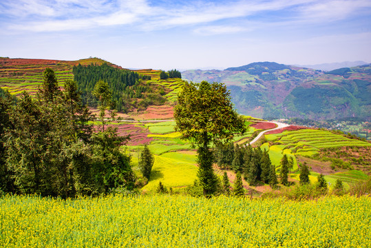 山区油菜花田