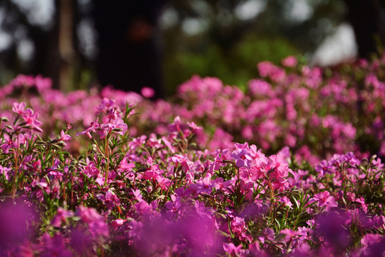 山坡芝樱花丛