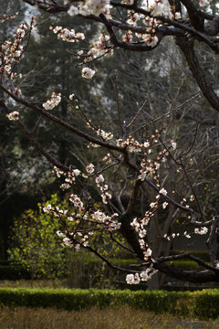 春暖花开