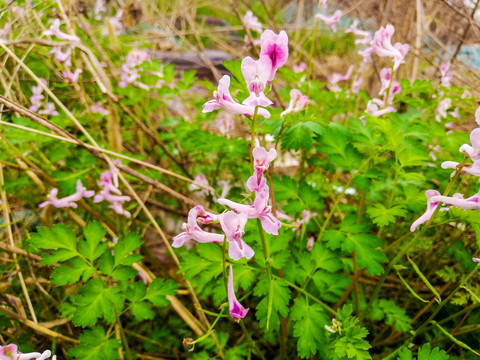 蚊子花