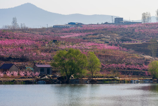 山东蒙阴的桃花花海005