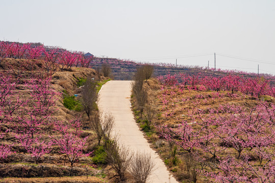 山东蒙阴的桃花花海032