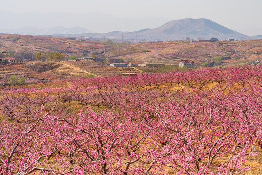 山东沂蒙山区桃花花海037