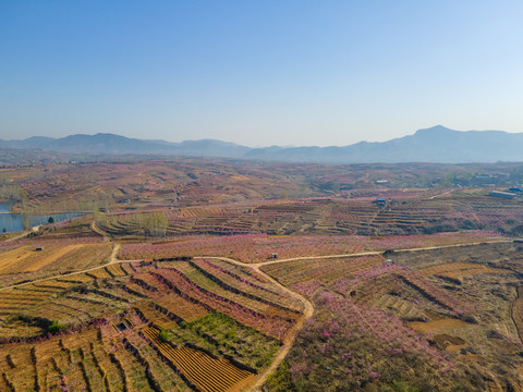 山东沂蒙山区桃花花海088