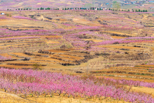 山东沂蒙山区桃花花海048