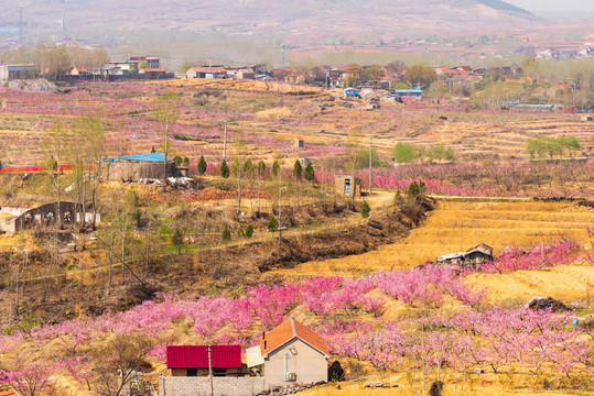 山东沂蒙山区桃花花海051