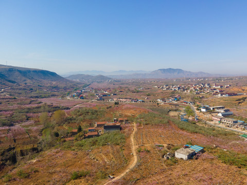 山东沂蒙山区桃花花海144