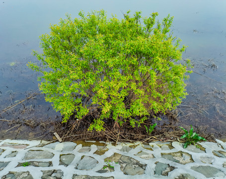 水中植物