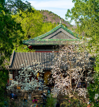 大觉寺玉兰